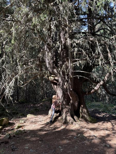 A child stands by the massive, lichen-covered trunk of an ancient tree, bathed in dappled sunlight within a serene forest